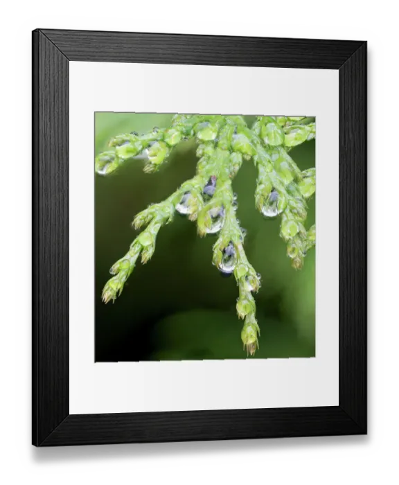Framed Print : USA, Washington State. Raindrops on Cedar