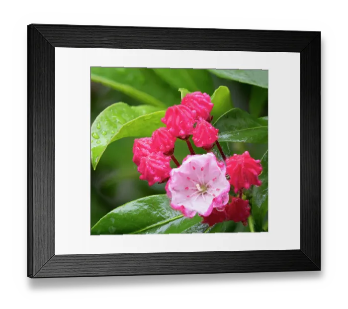 Framed Print : USA, Washington State. Mountain Laurel