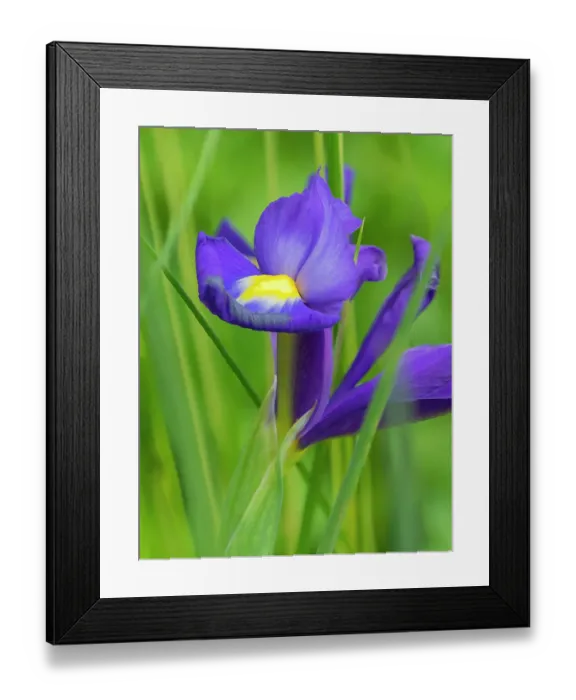 Framed Print : USA, Washington State. Iris Framed Print : USA, Washington State. Iris