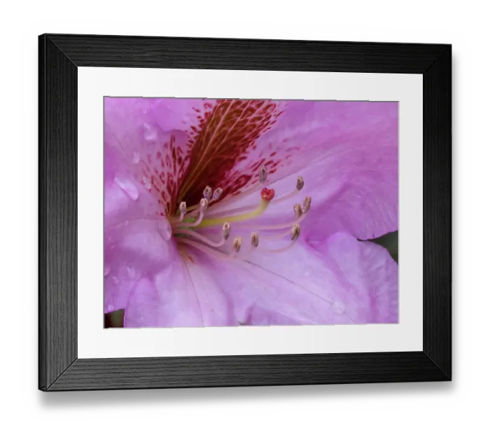 Framed Print : USA, Washington State. Rhododendron flower Framed Print : USA, Washington State. Rhododendron flower