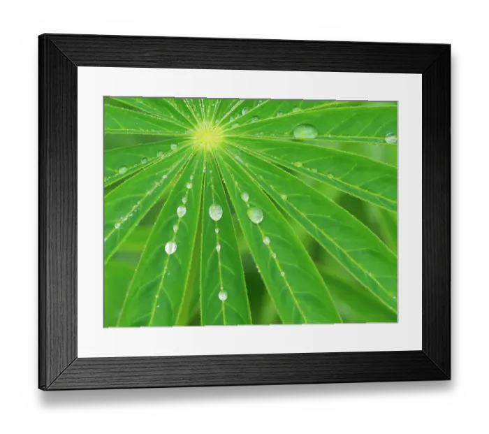 Framed Print : USA, Washington State. Water on lupine leaves Framed Print : USA, Washington State. Water on lupine leaves