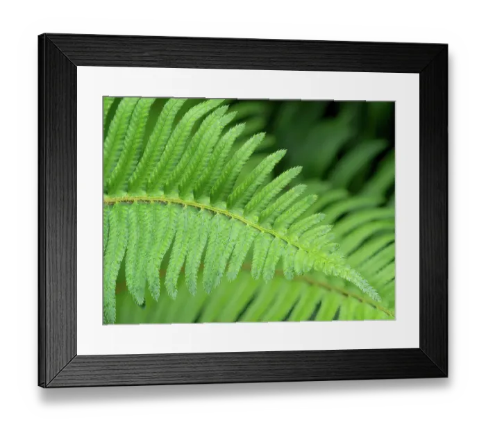 Framed Print : USA, Washington State. Western Sword Fern, with water drops Framed Print : USA, Washington State. Western Sword Fern, with water drops