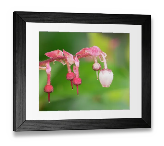 Framed Print : USA, Washington State. Salal blossoms Framed Print : USA, Washington State. Salal blossoms
