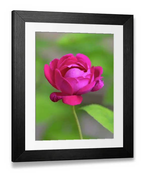 Framed Print : USA, Washington State. Rose Framed Print : USA, Washington State. Rose