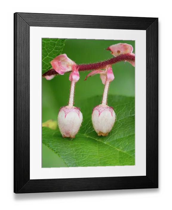 Framed Print : USA, Washington State. Salal blossoms