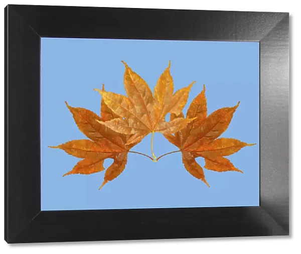 USA, Washington State. Still-life of three colorful maple leaves on blue background