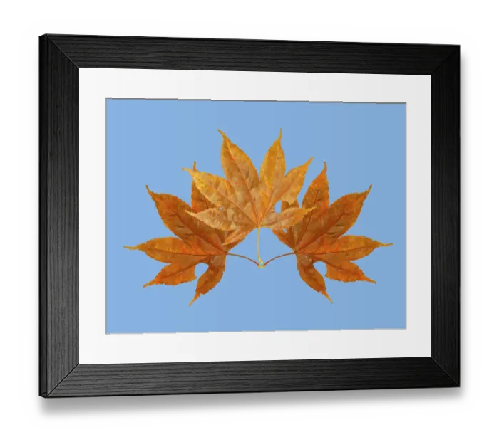 Framed Print : USA, Washington State. Still-life of three colorful maple leaves on blue background Framed Print : USA, Washington State. Still-life of three colorful maple leaves on blue background