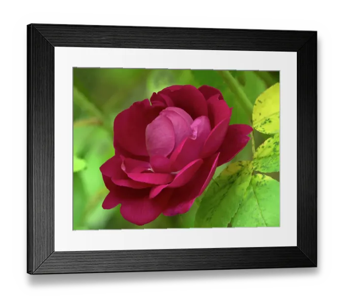 Framed Print : USA, Washington State. Rose Framed Print : USA, Washington State. Rose