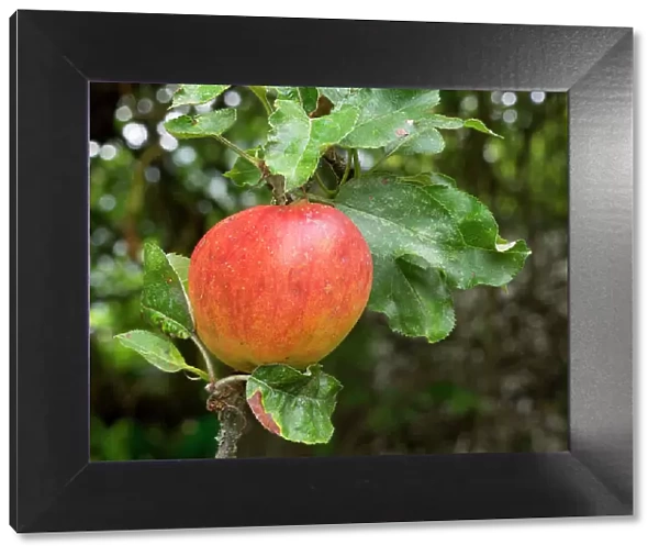 USA, Washington State. Ripe apple hanging on tree limb
