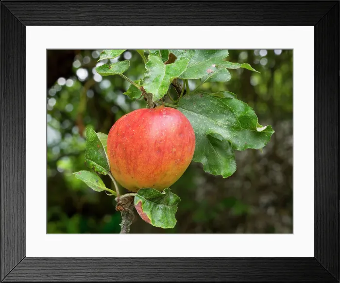 Framed Print : USA, Washington State. Ripe apple hanging on tree limb Framed Print : USA, Washington State. Ripe apple hanging on tree limb