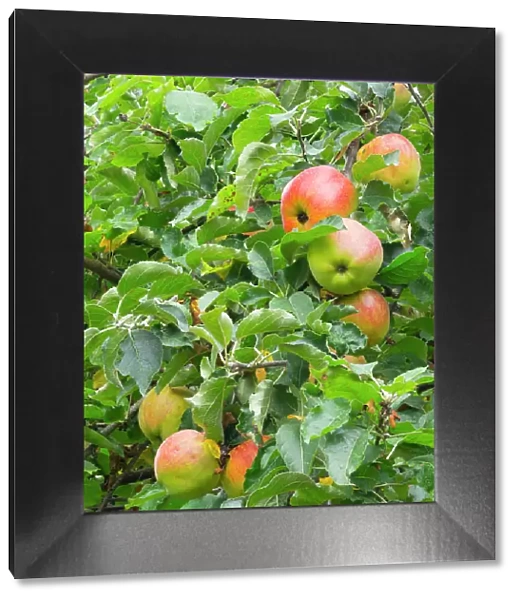 USA, Washington State. Ripe apples hanging on tree limbs
