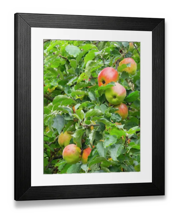 Framed Print : USA, Washington State. Ripe apples hanging on tree limbs Framed Print : USA, Washington State. Ripe apples hanging on tree limbs