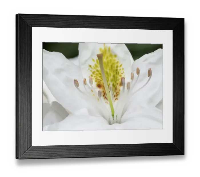 Framed Print : USA, Washington State. Rhododendron flower Framed Print : USA, Washington State. Rhododendron flower