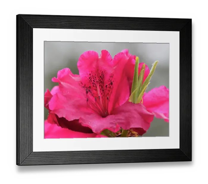 Framed Print : USA, Washington State. Rhododendron flower Framed Print : USA, Washington State. Rhododendron flower