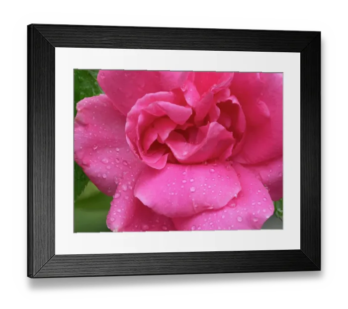 Framed Print : USA, Washington State. Rose Framed Print : USA, Washington State. Rose