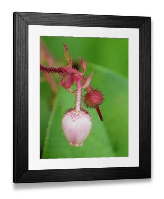 Framed Print : USA, Washington State. Salal blossoms Framed Print : USA, Washington State. Salal blossoms