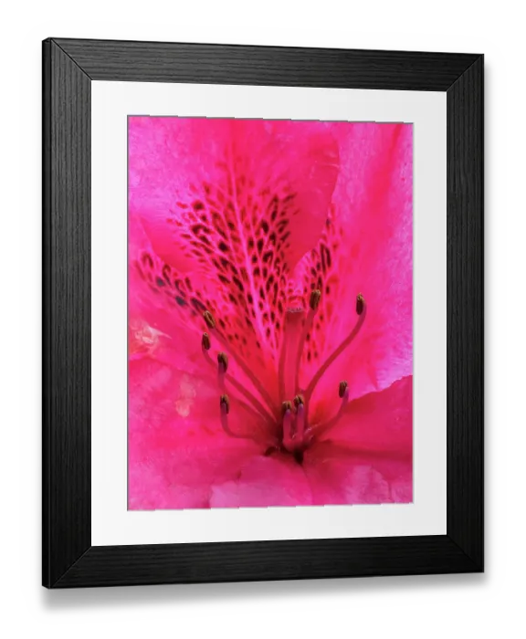 Framed Print : USA, Washington State. Rhododendron flower Framed Print : USA, Washington State. Rhododendron flower