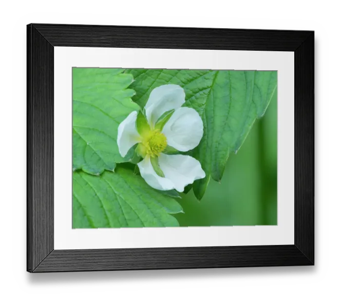Framed Print : USA, Washington State. Strawberry blossom Framed Print : USA, Washington State. Strawberry blossom