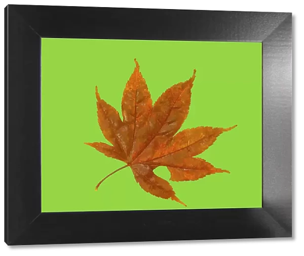 USA, Washington State. Still-life of red Maple leaf on lime colored background