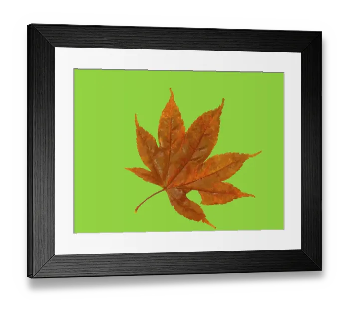 Framed Print : USA, Washington State. Still-life of red Maple leaf on lime colored background Framed Print : USA, Washington State. Still-life of red Maple leaf on lime colored background