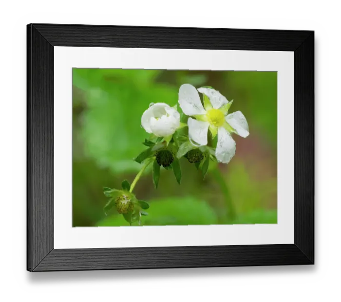 Framed Print : USA, Washington State. Strawberry blossoms Framed Print : USA, Washington State. Strawberry blossoms