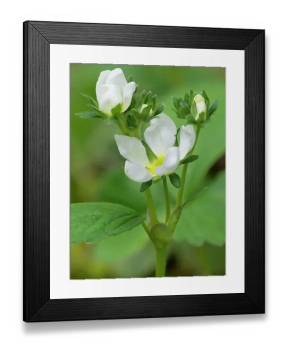 Framed Print : USA, Washington State. Strawberry blossoms Framed Print : USA, Washington State. Strawberry blossoms