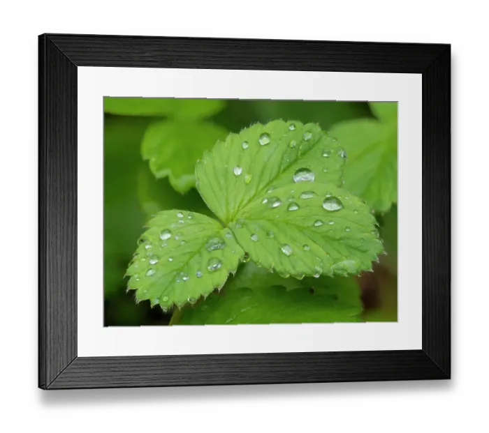 Framed Print : USA, Washington State. Strawberry leaves with raindrops