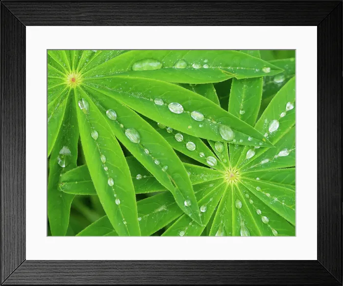 Framed Print : USA, Washington State. Water on lupine leaves Framed Print : USA, Washington State. Water on lupine leaves