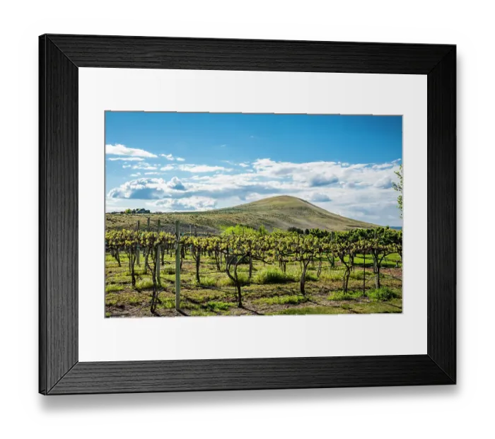 Framed Print : USA, Washington State, Yakima Valley. Spring light at Kitzke Cellars vineyard. (Editorial Use Only) Framed Print : USA, Washington State, Yakima Valley. Spring light at Kitzke Cellars vineyard. (Editorial Use Only)
