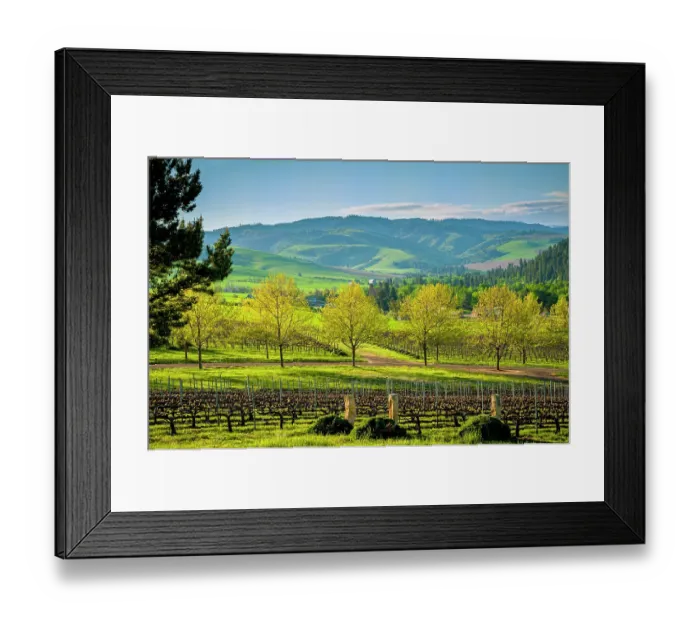Framed Print : USA, Washington State, Walla Walla. Spring morning on Figgins Estate Vineyard in Walla Walla's Mill Creek district. (Editorial Use Only) Framed Print : USA, Washington State, Walla Walla. Spring morning on Figgins Estate Vineyard in Walla Walla's Mill Creek district. (Editorial Use Only)