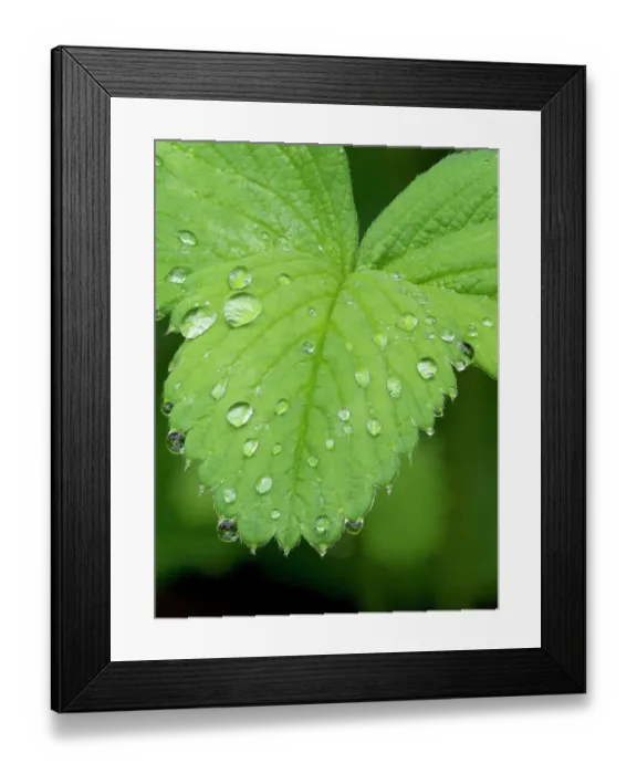 Framed Print : USA, Washington State. Strawberry leaves with raindrops