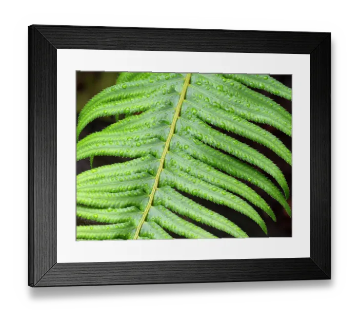 Framed Print : USA, Washington State. Western Sword Fern, with water drops Framed Print : USA, Washington State. Western Sword Fern, with water drops