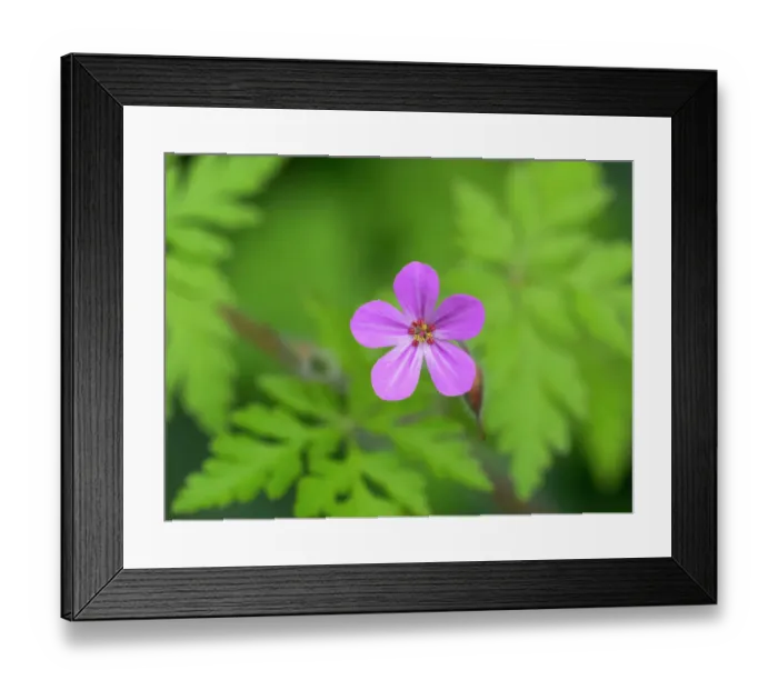 Framed Print : USA, Washington State. Wild Geranium