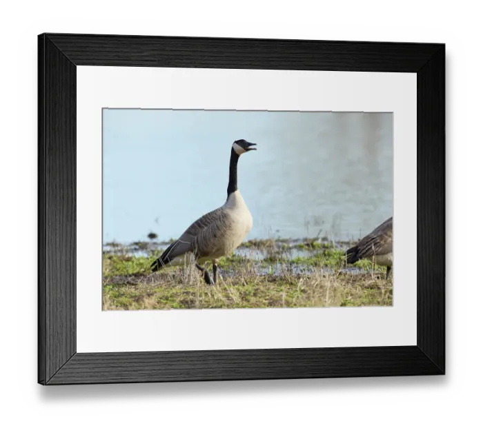 Framed Print : Canada goose honking before taking flight
