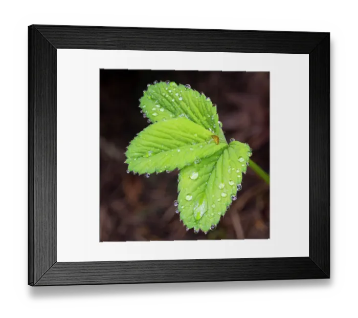 Framed Print : USA, Washington State. Strawberry leaves with raindrops