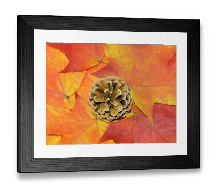 Framed Print : USA, Washington State. Still-life of pine cone and autumn colored maple leaves Framed Print : USA, Washington State. Still-life of pine cone and autumn colored maple leaves