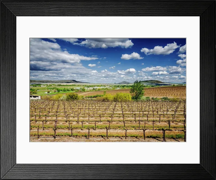 Framed Print : USA, Washington State, Yakima Valley. Spring light on bud break at Chandler Reach estate vineyard. (Editorial Use Only) Framed Print : USA, Washington State, Yakima Valley. Spring light on bud break at Chandler Reach estate vineyard. (Editorial Use Only)