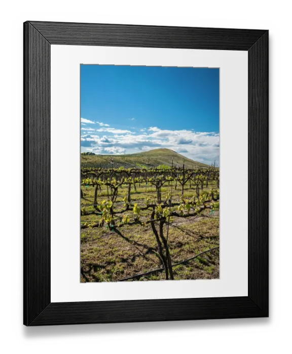 Framed Print : USA, Washington State, Yakima Valley. Spring light at Kitzke Cellars vineyard. (Editorial Use Only) Framed Print : USA, Washington State, Yakima Valley. Spring light at Kitzke Cellars vineyard. (Editorial Use Only)