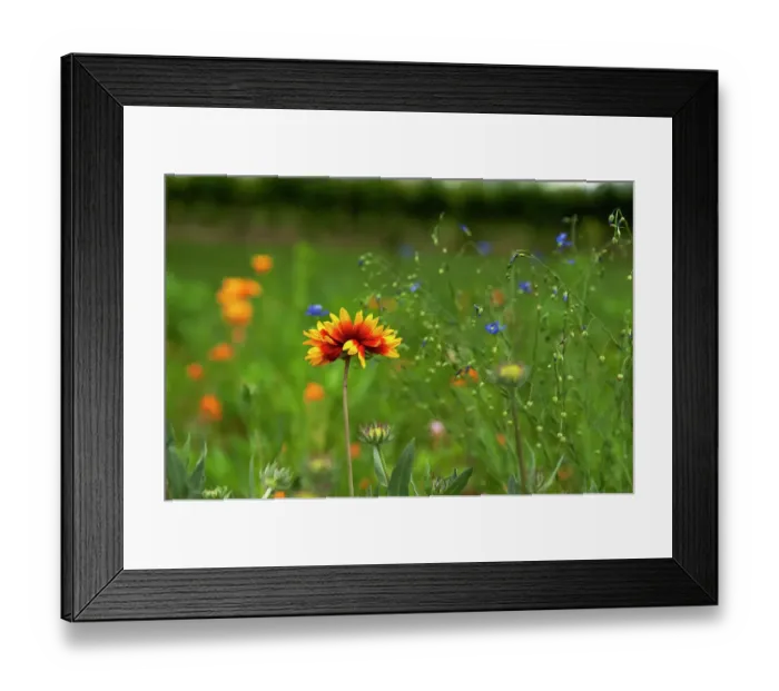 Framed Print : USA, Washington State, Yakima Valley. Spring flowers bloom near Red Mountain vineyard Framed Print : USA, Washington State, Yakima Valley. Spring flowers bloom near Red Mountain vineyard