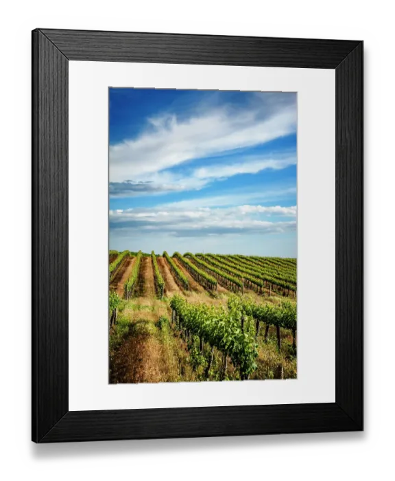 Framed Print : USA, Washington State, Pasco. Spring morning on Sagemoor Vineyard, located in the White Bluffs AVA of the Columbia Valley. (Editorial Use Only)