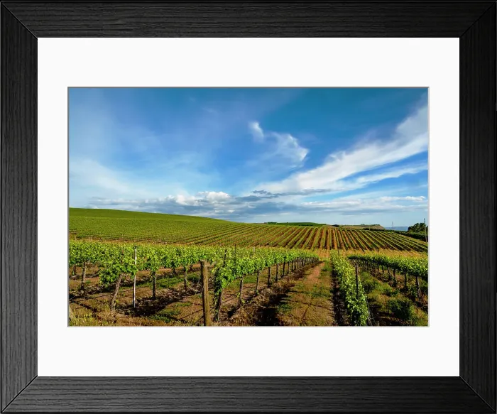 Framed Print : USA, Washington State, Pasco. Rows in a Washington vineyard flourish in spring light