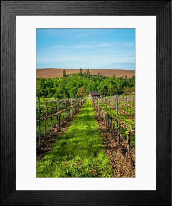 Framed Print : USA, Washington State, Walla Walla. Spring morning on Figgins Estate Vineyard in Walla Walla's Mill Creek district. (Editorial Use Only) Framed Print : USA, Washington State, Walla Walla. Spring morning on Figgins Estate Vineyard in Walla Walla's Mill Creek district. (Editorial Use Only)
