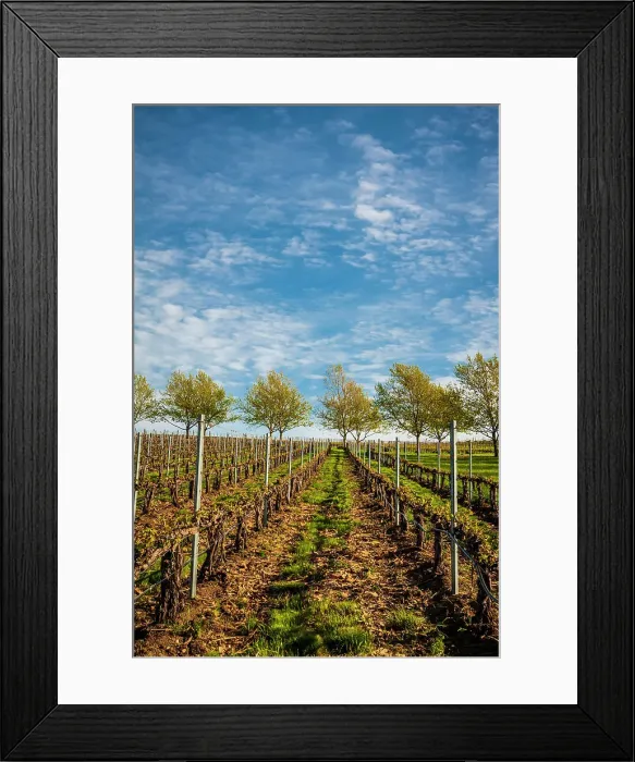 Framed Print : USA, Washington State, Walla Walla. Spring light on Figgins Estate Vineyard. (Editorial Use Only) Framed Print : USA, Washington State, Walla Walla. Spring light on Figgins Estate Vineyard. (Editorial Use Only)