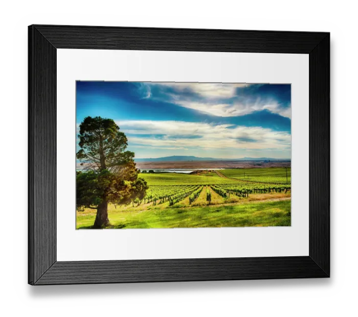 Framed Print : USA, Washington State, Pasco. The Columbia River borders the Bacchus section of Sagemoor Vineyard, located in the White Bluffs AVA of the Columbia Valley. (Editorial Use Only)