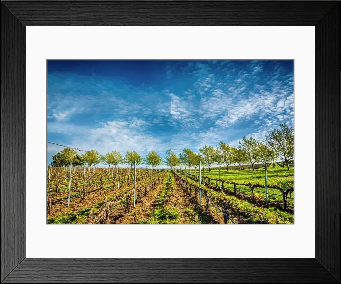 Framed Print : USA, Washington State, Walla Walla. Spring light on Figgins Estate Vineyard. (Editorial Use Only) Framed Print : USA, Washington State, Walla Walla. Spring light on Figgins Estate Vineyard. (Editorial Use Only)