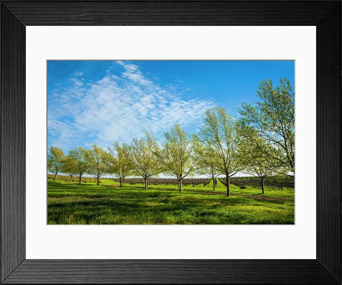Framed Print : USA, Washington State, Walla Walla. Spring morning on a Walla Walla vineyard