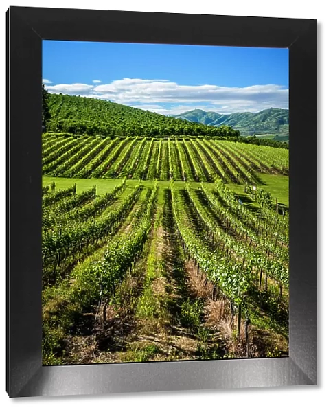 USA, Washington State, Lake Chelan. The estate vineyard of Lake Chelan Winery enjoys a striking view of Lake Chelan. (Editorial Use Only)