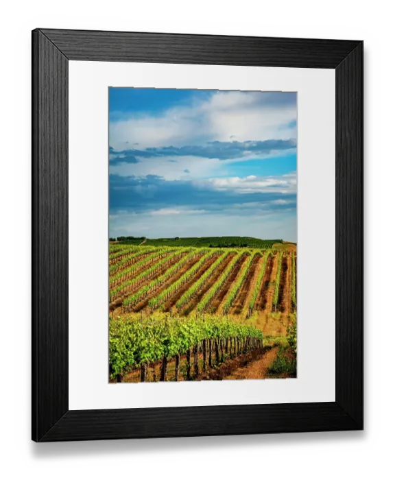 Framed Print : USA, Washington State, Pasco. Rows in a Washington vineyard flourish in spring light