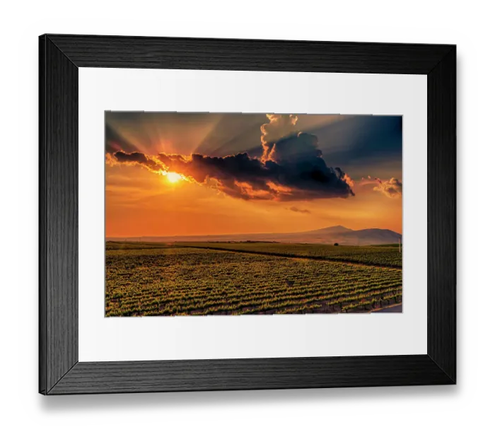 Framed Print : USA, Washington State, Red Mountain. Sunset over Kiona Winery and Vineyards on Red Mountain. with Rattlesnake Mountain in the background.. (Editorial Use Only)