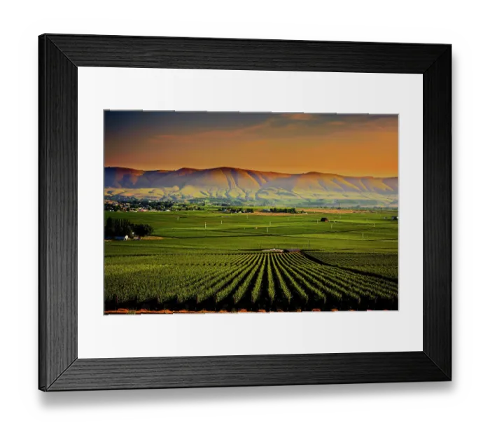 Framed Print : USA, Washington State, Red Mountain. Dusk on the vineyards of Red Mountain wine region with Horse Heaven Hills in the background Framed Print : USA, Washington State, Red Mountain. Dusk on the vineyards of Red Mountain wine region with Horse Heaven Hills in the background